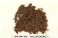 藏品(廣舌泥炭苔)的圖片